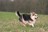 CORGI PEMBROKE 1467